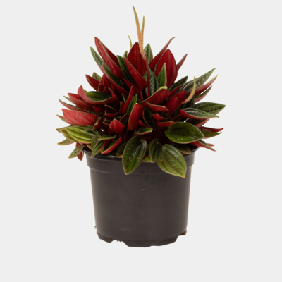 Peperomia Rosso 12cm Pot Plant