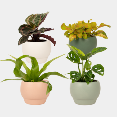 Riva Assorted Package x11