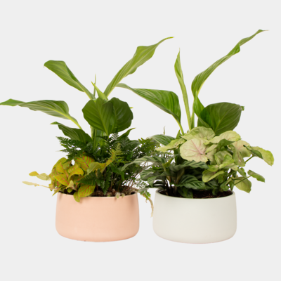 Foliage Planted Bowl Package 16cm x6