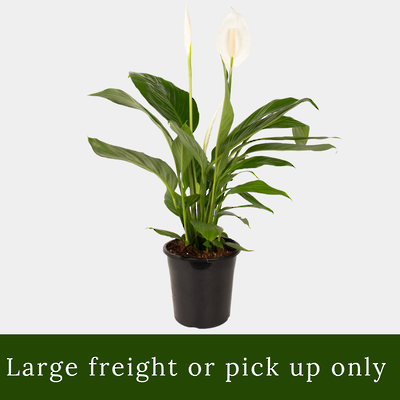 Spathiphyllum Bingo 18cm Pot Plant