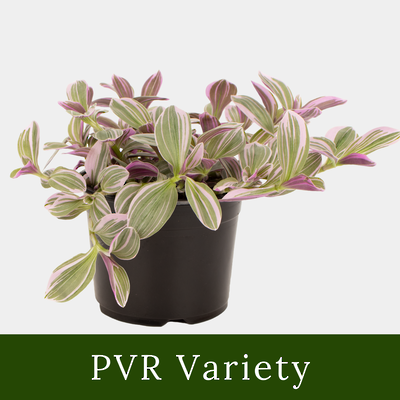 Tradescantia Sweetness 12cm Pot Plant