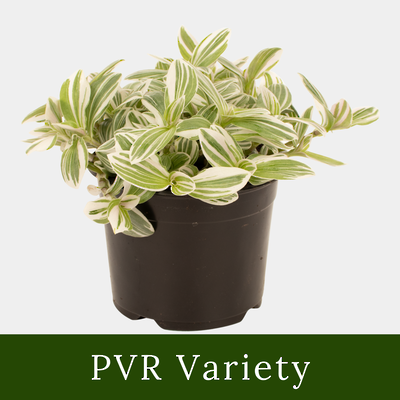 Tradescantia Tenderness 12cm Pot Plant