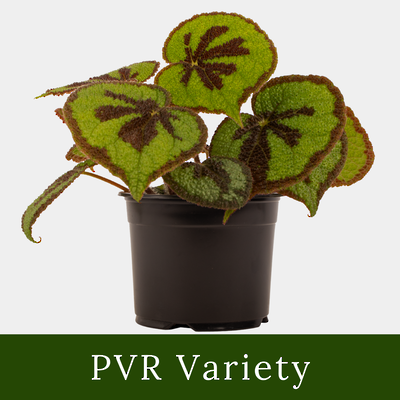 Begonia Mountain 14cm Pot Plant