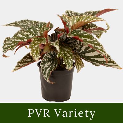 Begonia Bohemian Forest 12cm Pot Plant