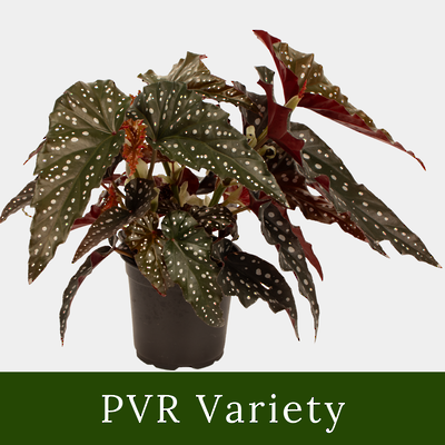Begonia Black Forest 12cm Pot Plant