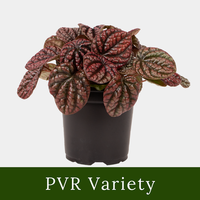 Peperomia Red Burbella 12cm Pot Plant