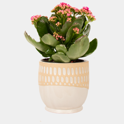 Quilt Pot & Plant Package x8
