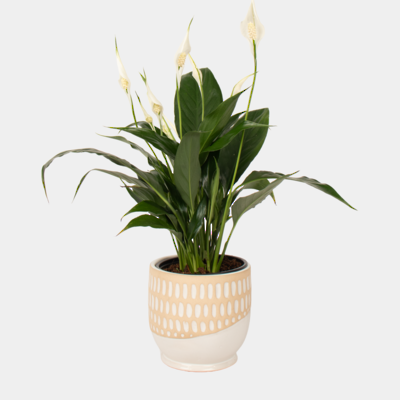 Quilt Pot & Plant Package x8