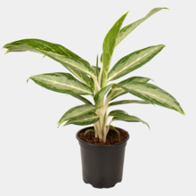 Aglaonema White Rain 12cm Pot Plant