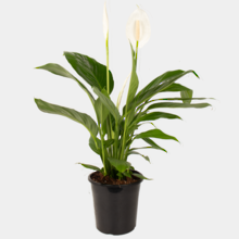 Spathiphyllum Bingo 18cm Pot Plant