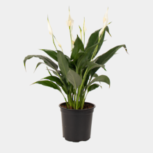 Spathiphyllum Sweet Rocco 12cm Pot Plant
