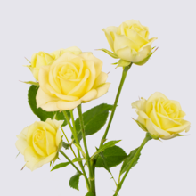 Wedding Invite Spray Rose